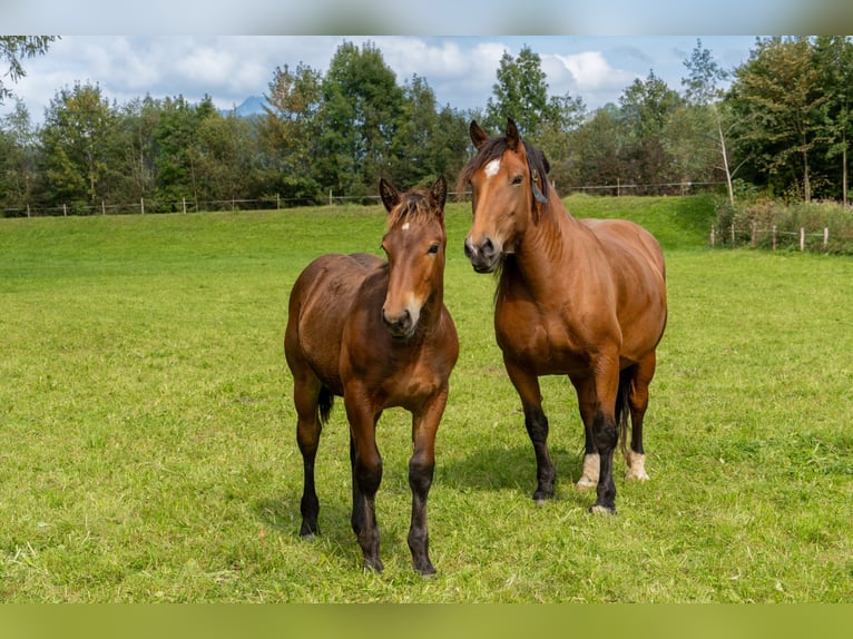 South German Coldblood Stallion Foal (05/2024) Bay-Dark in Fischen