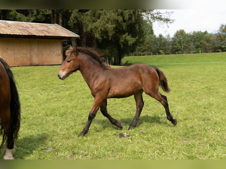 South German Coldblood Stallion Foal (05/2024) Bay-Dark in Fischen