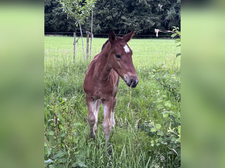 South German Coldblood Stallion Foal (05/2026) Brown in Halblech