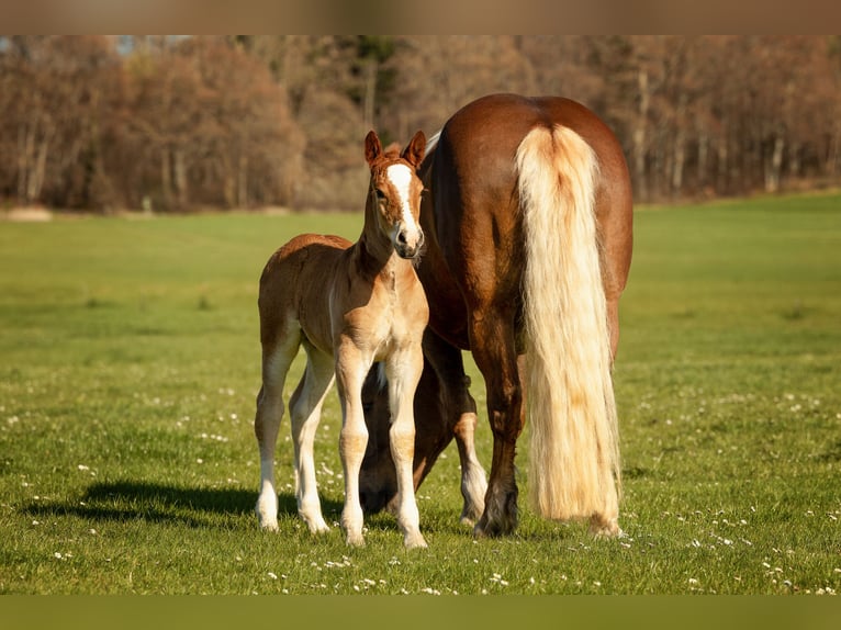 South German Coldblood Stallion Foal (03/2026) Chestnut in Waal