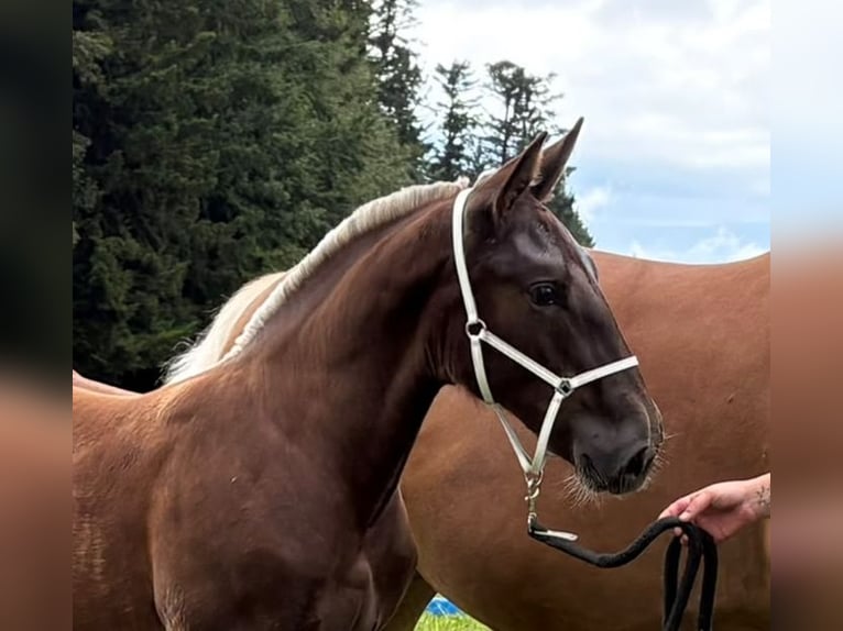 South German Coldblood Stallion Foal (03/2026) Chestnut in Traunstein