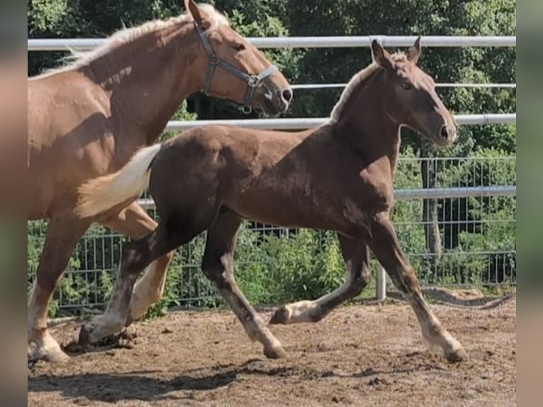 South German Coldblood Stallion Foal (03/2026) Chestnut in Traunstein