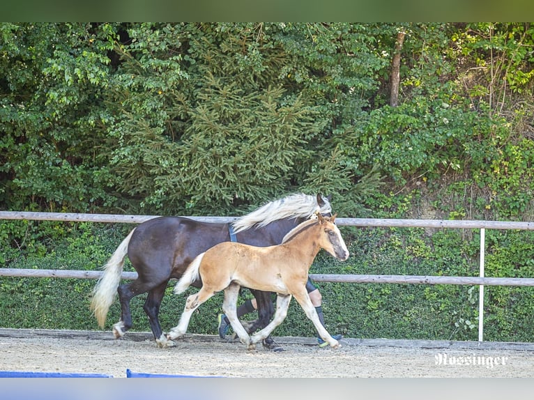 South German Coldblood Stallion Foal (05/2026) Chestnut in Hohenwarth