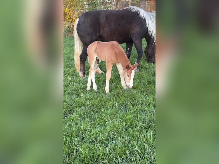 South German Coldblood Stallion Foal (05/2026) Chestnut in Hohenwarth