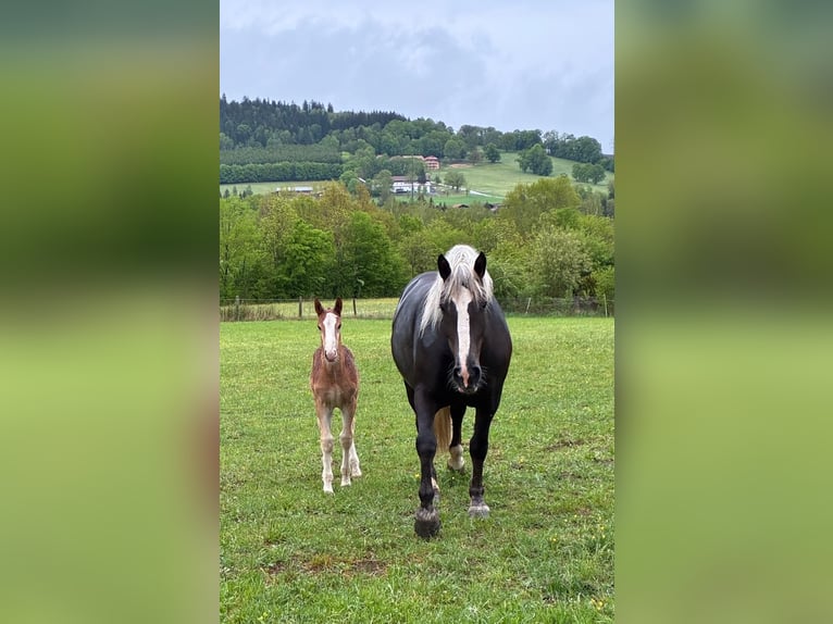 South German Coldblood Stallion Foal (05/2026) Chestnut in Hohenwarth