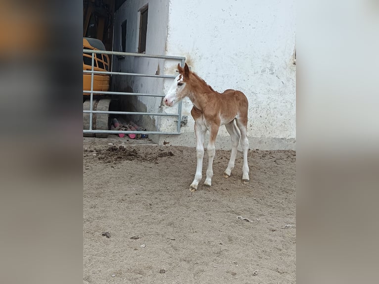 South German Coldblood Stallion Foal (04/2025) Chestnut in Traunstein