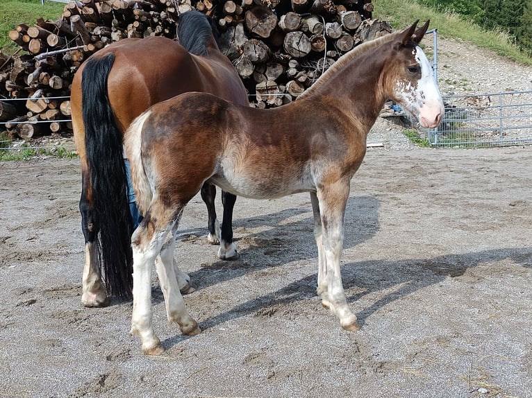 South German Coldblood Stallion Foal (04/2025) Chestnut in Traunstein