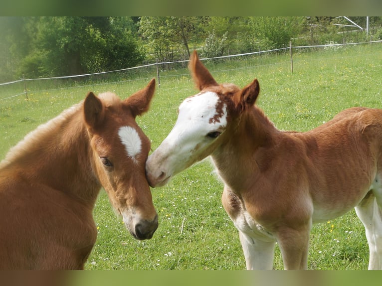 South German Coldblood Stallion Foal (04/2025) Chestnut in Traunstein