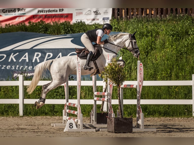 Słowacki koń gorącokrwisty Klacz 10 lat 165 cm Siwa in Košice
