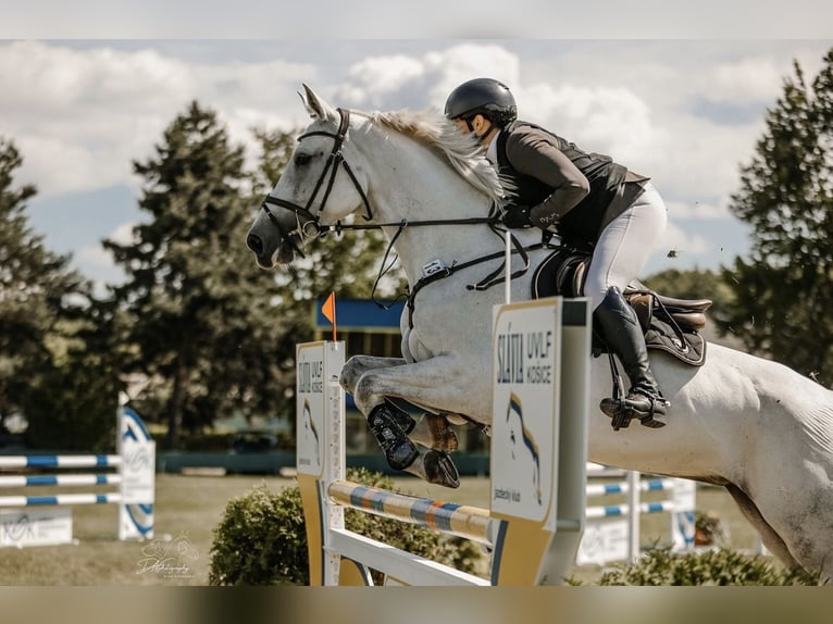 Słowacki koń gorącokrwisty Klacz 10 lat 165 cm Siwa in Košice