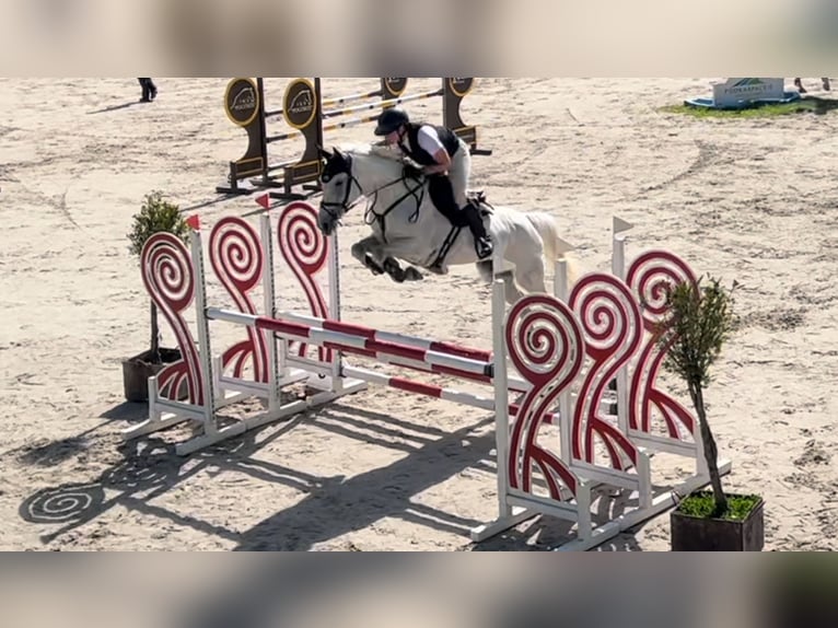 Słowacki koń gorącokrwisty Klacz 10 lat 165 cm Siwa in Košice