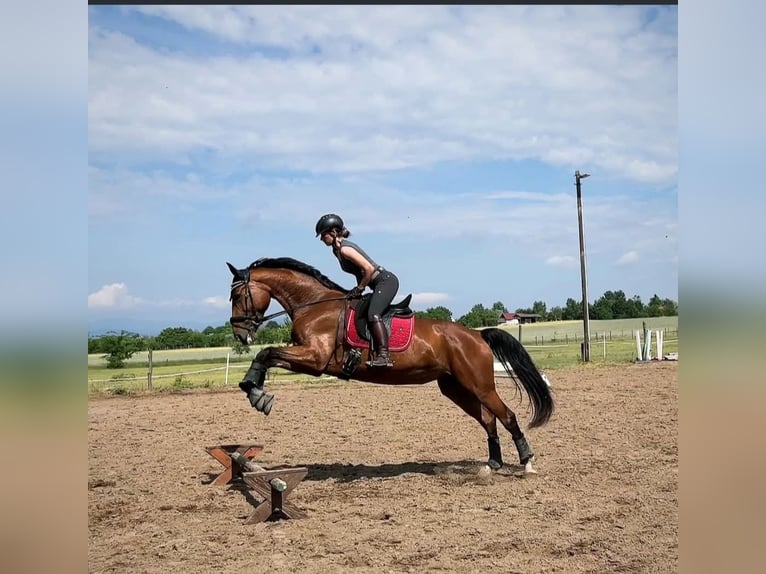 Słowacki koń gorącokrwisty Klacz 10 lat 172 cm Gniada in Schattendorf