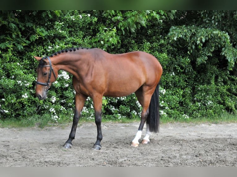 Słowacki koń gorącokrwisty Klacz 10 lat 172 cm Gniada in Schattendorf