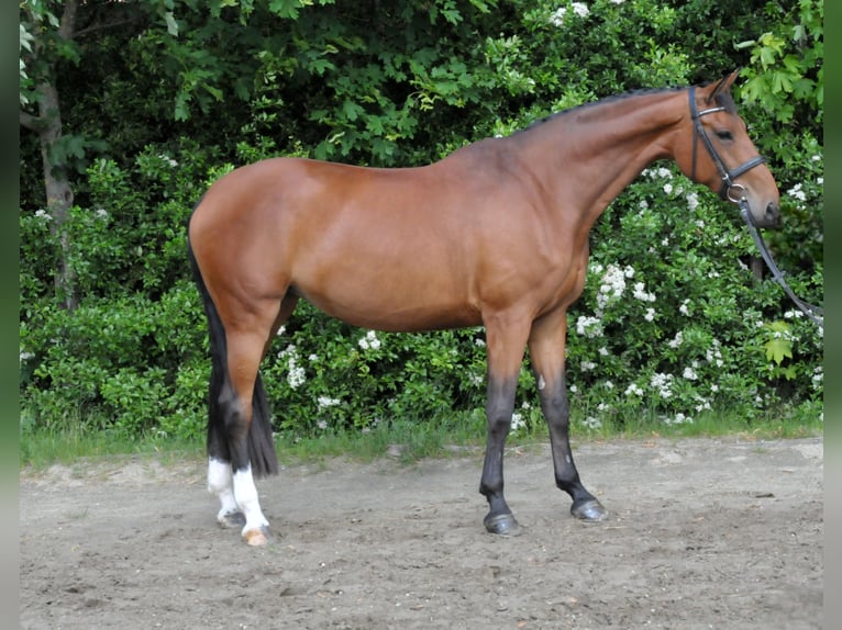 Słowacki koń gorącokrwisty Klacz 10 lat 172 cm Gniada in Schattendorf