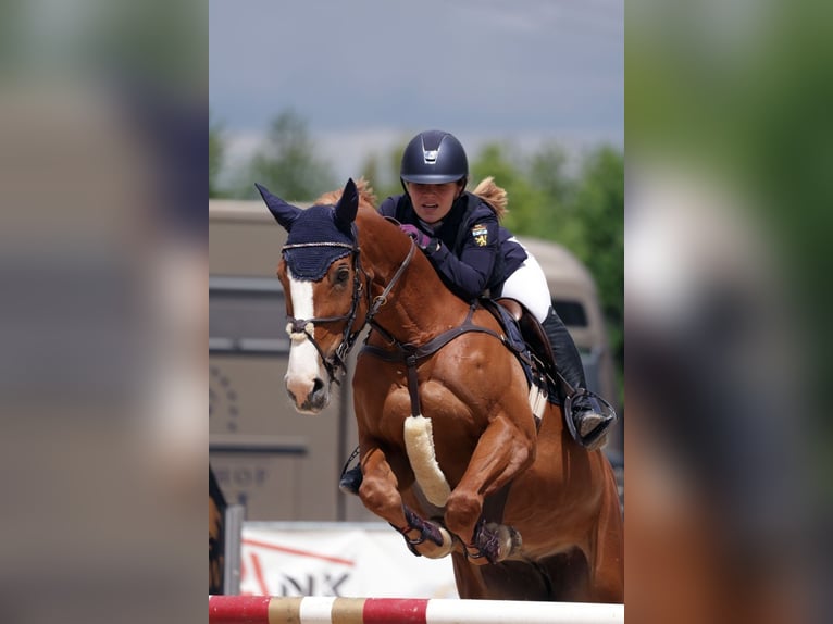 Słowacki koń gorącokrwisty Klacz 11 lat 165 cm Kasztanowata in Feldkirchen-Westerham