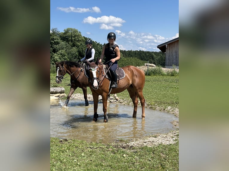 Słowacki koń gorącokrwisty Klacz 11 lat 165 cm Kasztanowata in Feldkirchen-Westerham