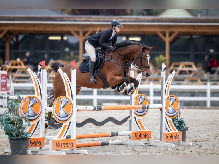 Słowacki koń gorącokrwisty Klacz 12 lat 165 cm Gniada in Liteň