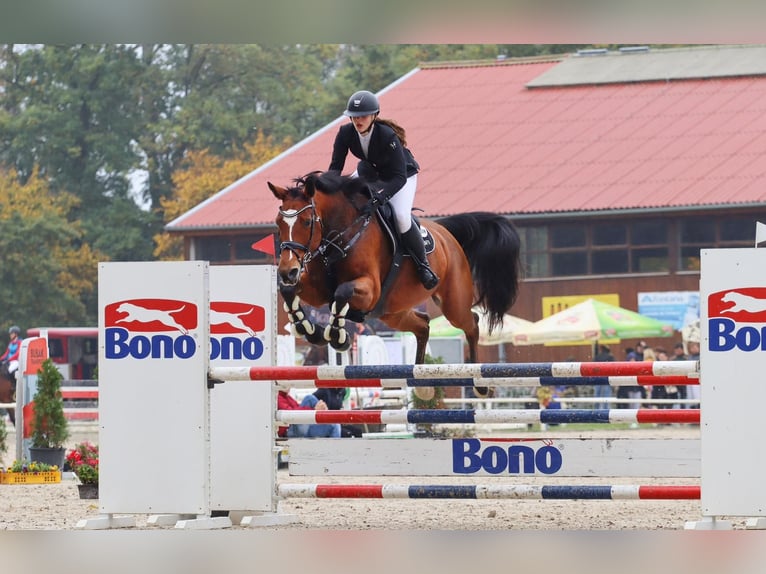Słowacki koń gorącokrwisty Klacz 12 lat 165 cm Gniada in Liteň