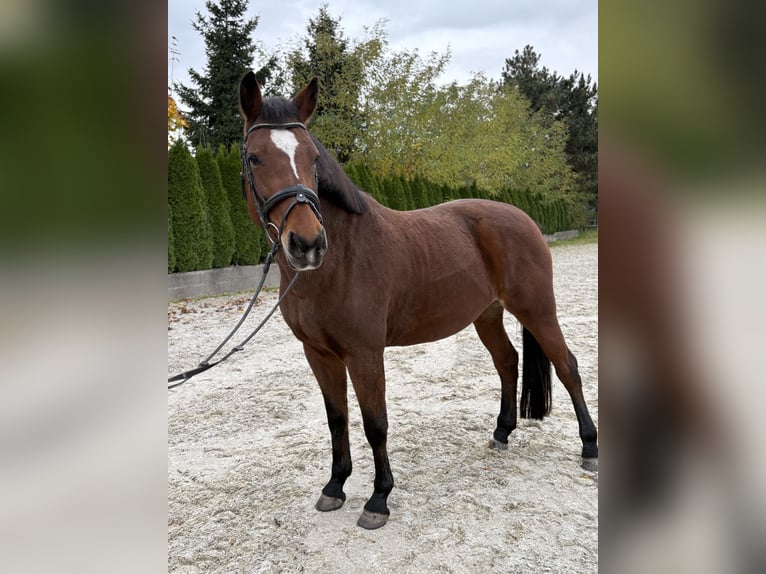 Słowacki koń gorącokrwisty Klacz 12 lat 168 cm Gniada in Žilina