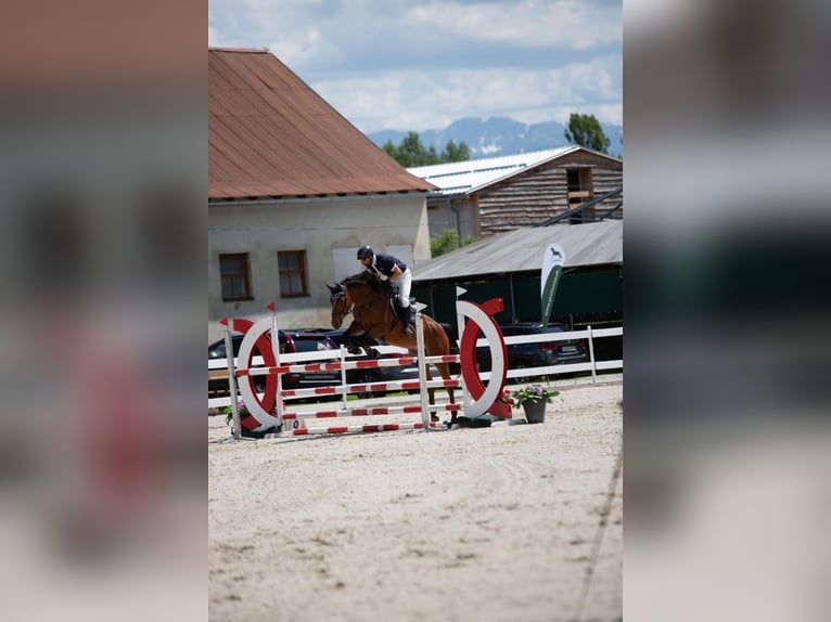 Słowacki koń gorącokrwisty Klacz 12 lat 168 cm Gniada in Žilina