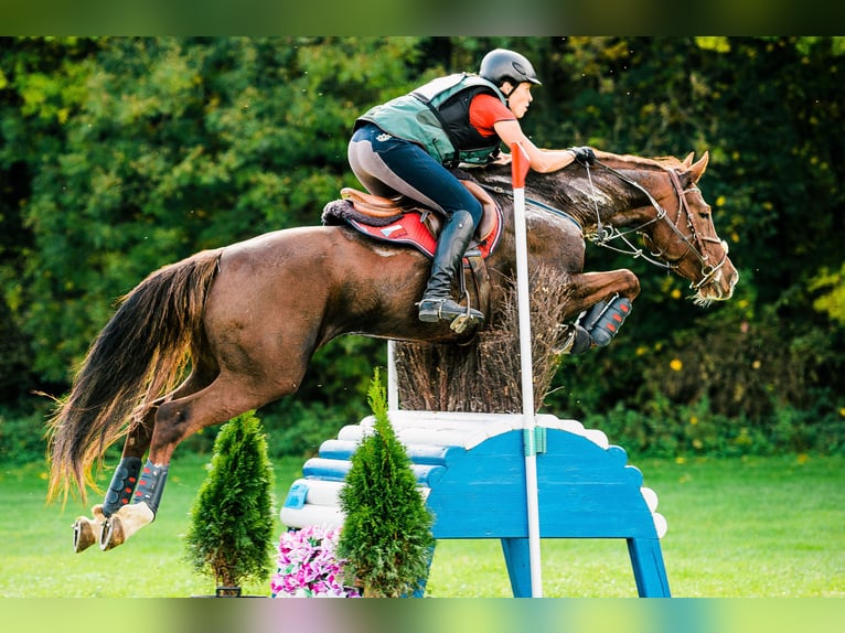Słowacki koń gorącokrwisty Klacz 12 lat 169 cm Ciemnokasztanowata in Susice