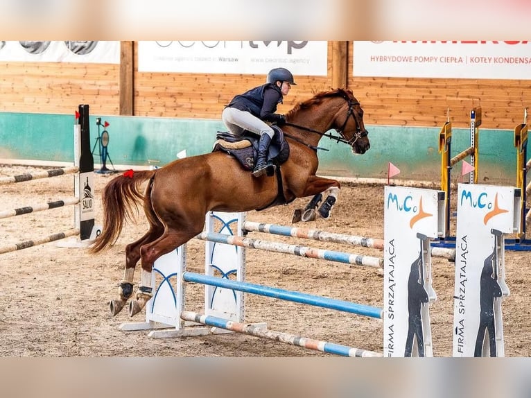 Słowacki koń gorącokrwisty Klacz 12 lat 169 cm Kasztanowata in Rybnik