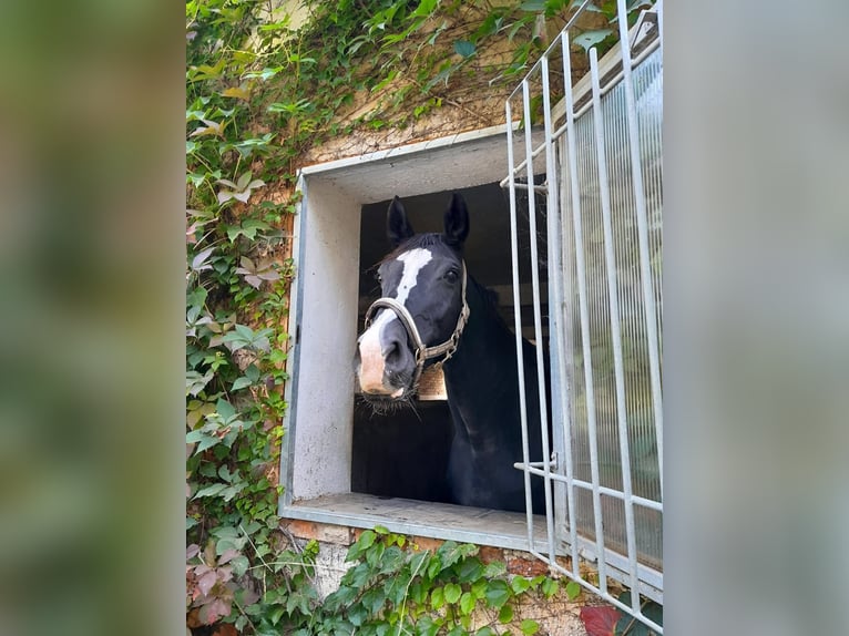 Słowacki koń gorącokrwisty Klacz 15 lat 170 cm Kara in Benešov