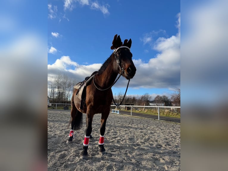 Słowacki koń gorącokrwisty Klacz 18 lat 167 cm Ciemnogniada in Teplice
