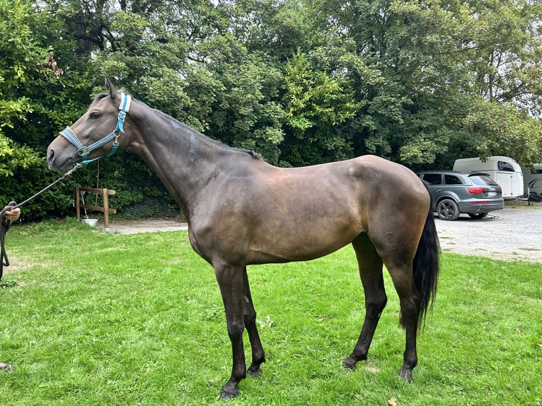Słowacki koń gorącokrwisty Klacz 5 lat 168 cm Ciemnogniada in Deauville