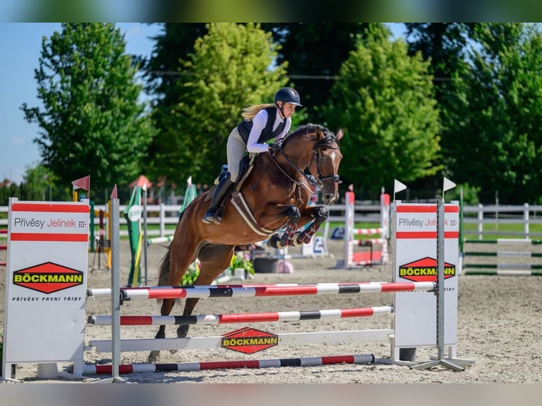 Słowacki koń gorącokrwisty Klacz 6 lat 174 cm Gniada in Brno