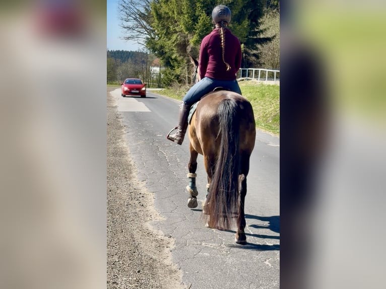 Słowacki koń gorącokrwisty Klacz 8 lat 158 cm  in Pelmberg