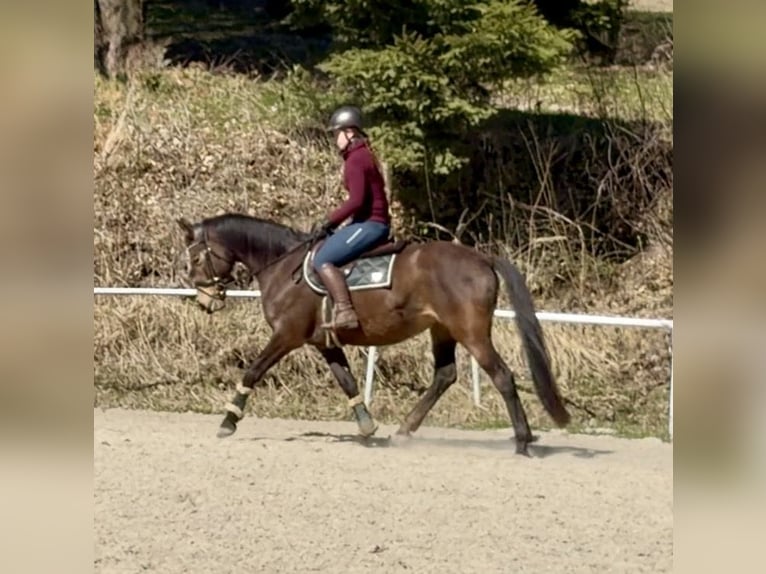 Słowacki koń gorącokrwisty Klacz 8 lat 158 cm  in Pelmberg