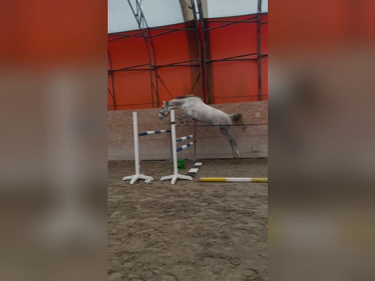 Słowacki koń gorącokrwisty Klacz 8 lat 167 cm Siwa in Ústecký kraj