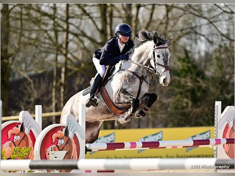 Słowacki koń gorącokrwisty Klacz 8 lat Siwa in Lower Sparr Farm Wisborough Green, Billingshurst