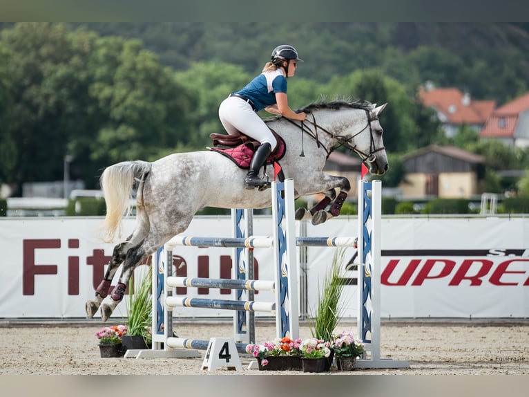 Słowacki koń gorącokrwisty Klacz 9 lat 172 cm Siwa in Obrok