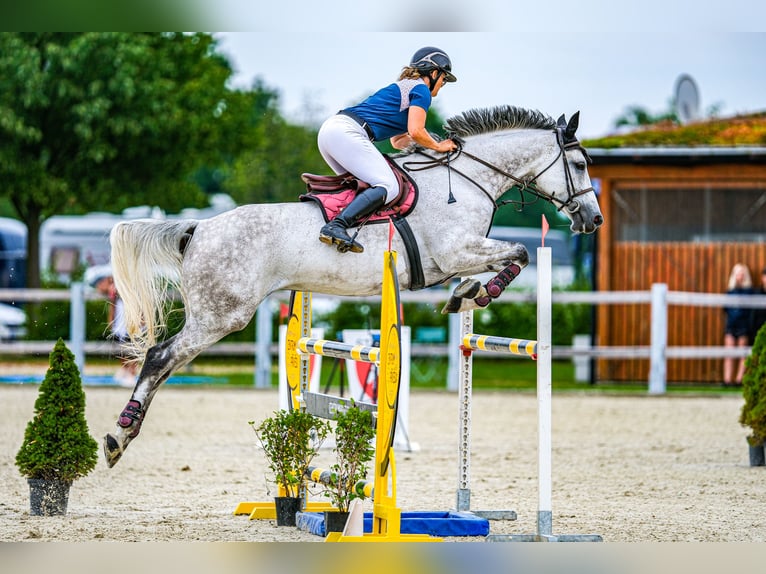 Słowacki koń gorącokrwisty Klacz 9 lat 172 cm Siwa in Obrok