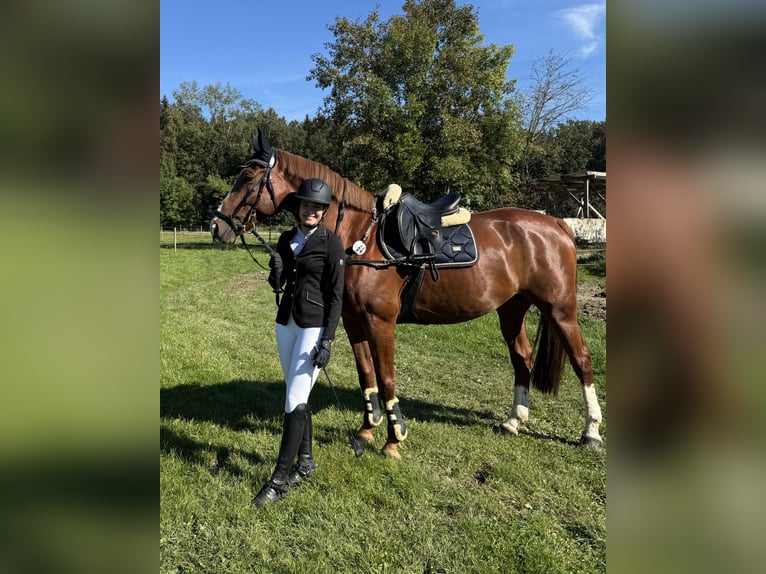 Słowacki koń gorącokrwisty Wałach 10 lat 172 cm Kasztanowata in Ottobrunn