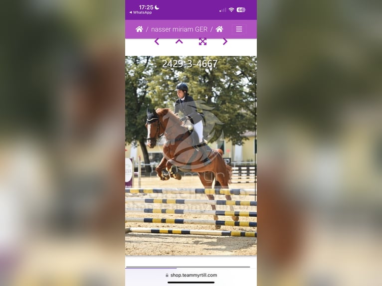 Słowacki koń gorącokrwisty Wałach 10 lat 172 cm Kasztanowata in Ottobrunn
