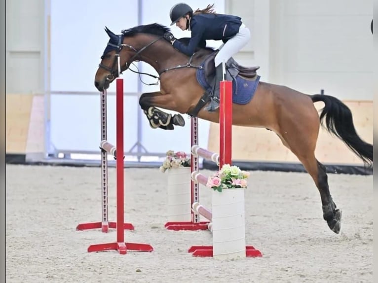 Słowacki koń gorącokrwisty Wałach 11 lat 165 cm Gniada in Beograd