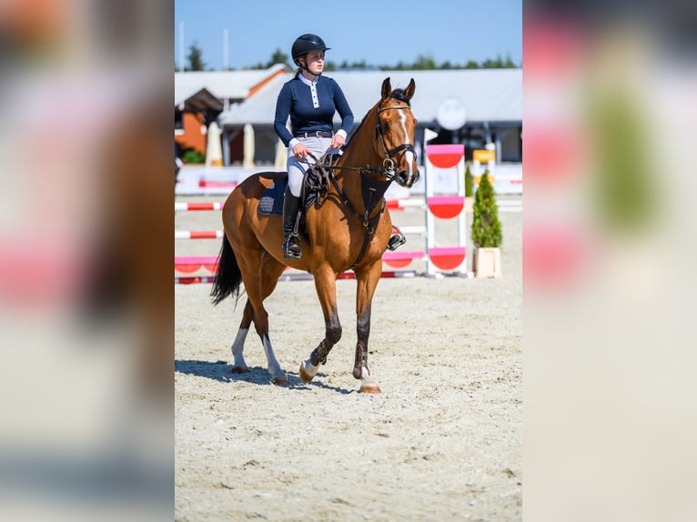 Słowacki koń gorącokrwisty Wałach 6 lat 160 cm Gniada in K&#xD3;RNIK