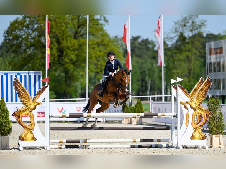 Słowacki koń gorącokrwisty Wałach 6 lat 160 cm Gniada in K&#xD3;RNIK