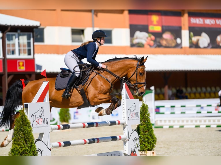 Słowacki koń gorącokrwisty Wałach 6 lat 160 cm Gniada in K&#xD3;RNIK