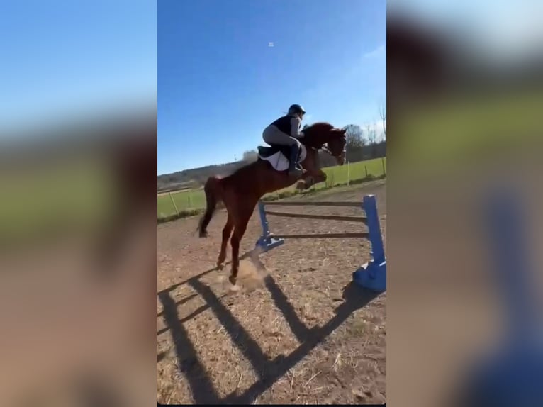 Słowacki koń gorącokrwisty Wałach 8 lat 160 cm Kasztanowata in Ibbenbüren