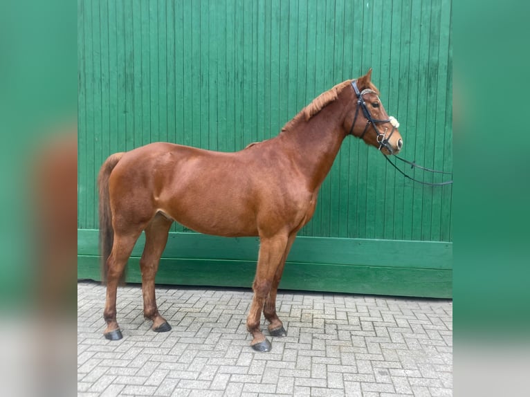 Słowacki koń gorącokrwisty Wałach 8 lat 160 cm Kasztanowata in Ibbenbüren
