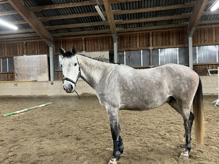 Słowacki koń gorącokrwisty Wałach 8 lat 168 cm Siwa in Pogöriach