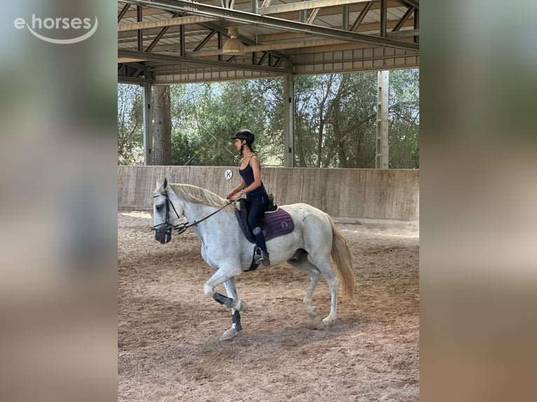 Spaans sportpaard Hengst 10 Jaar 170 cm Schimmel in Felanitx