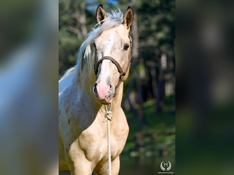 Spaans sportpaard Hengst 10 Jaar Appaloosa in Navalperal De Pinares