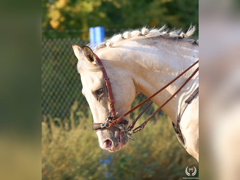 Spaans sportpaard Hengst 10 Jaar Appaloosa in Navalperal De Pinares