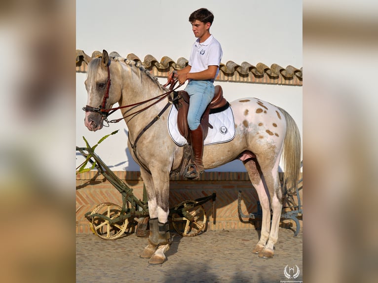 Spaans sportpaard Hengst 10 Jaar Appaloosa in Navalperal De Pinares