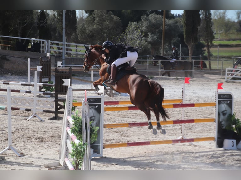 Spaans sportpaard Hengst 11 Jaar 170 cm Vos in Zaragoza